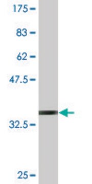 Monoclonal Anti-SLC1A2 antibody produced in mouse clone 1D8, purified immunoglobulin, buffered aqueous solution