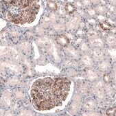 Monoclonal Anti-THSD7A antibody produced in mouse Prestige Antibodies® Powered by Atlas Antibodies, clone CL3779, purified immunoglobulin, buffered aqueous glycerol solution
