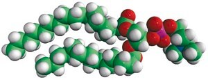 18:0-14:0 PC 1-stearoyl-2-myristoyl-sn-glycero-3-phosphocholine, chloroform