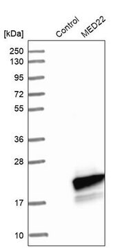 Anti-MED22 antibody produced in rabbit Prestige Antibodies® Powered by Atlas Antibodies, affinity isolated antibody, buffered aqueous glycerol solution