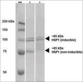 Monoclonal Anti-Hsf1 - Atto 488 antibody produced in rat clone 10H4, purified immunoglobulin