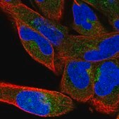 Anti-COPB1 antibody produced in rabbit Prestige Antibodies® Powered by Atlas Antibodies, affinity isolated antibody, buffered aqueous glycerol solution