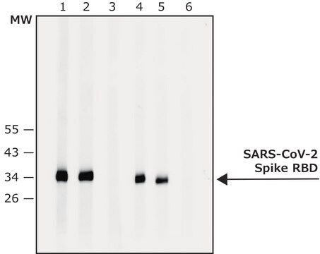Anti-SARS-CoV-2-Spike protein antibody produced in rabbit affinity isolated antibody, buffered aqueous solution