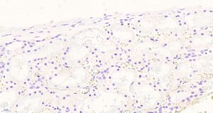 Anti-NOX1 antibody produced in goat affinity isolated antibody, buffered aqueous solution