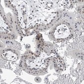 Anti-TAF8 antibody produced in rabbit Prestige Antibodies® Powered by Atlas Antibodies, affinity isolated antibody, buffered aqueous glycerol solution