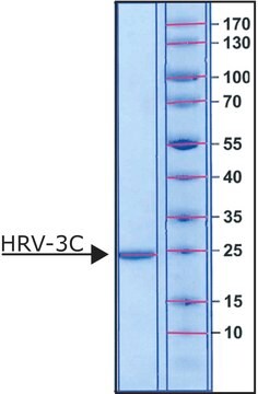 HRV-3C 蛋白酶 N-Terminal His tagged recombinant protein, aqueous solution, 0.8-1.2&#160;mg/mL