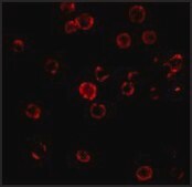 抗-CXCR4 兔抗 IgG fraction of antiserum, buffered aqueous solution