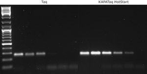 KAPA Taq 热启动 suitable for PCR, with dNTPs