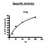 FYN A active human recombinant, expressed in baculovirus infected Sf9 cells, ≥60% (SDS-PAGE)