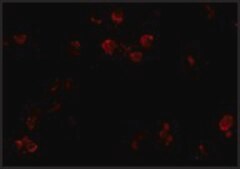 Anti-CD81 antibody produced in rabbit affinity isolated antibody, buffered aqueous solution