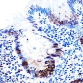 Anti-PCNA antibody produced in rabbit