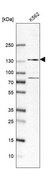Anti-ZFR antibody produced in rabbit Prestige Antibodies® Powered by Atlas Antibodies, affinity isolated antibody, buffered aqueous glycerol solution
