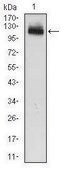 Monoclonal Anti-GAB1 antibody produced in mouse clone 1A7, purified immunoglobulin, buffered aqueous solution