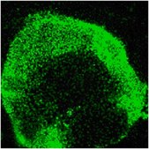 Anti-Oct-4 Antibody, clone 10H11.2, Alexa Fluor™ 488 conjugate clone 10H11.2, from mouse, ALEXA FLUOR™ 488