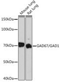 Anti-GAD67/GAD1 Antibody, clone 4I8S8, Rabbit Monoclonal