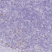 Anti-BHLHA15 antibody produced in rabbit Prestige Antibodies® Powered by Atlas Antibodies, affinity isolated antibody, buffered aqueous glycerol solution