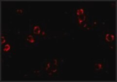 Monoclonal Anti-XBP-1 antibody produced in mouse clone 3H1G4, purified immunoglobulin, buffered aqueous solution