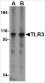 Anti-TLR3 (ab1) antibody produced in rabbit affinity isolated antibody, buffered aqueous solution