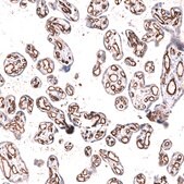 Monoclonal Anti-Pecam1 Antibody Produced In Mouse Prestige Antibodies® Powered by Atlas Antibodies, clone CL14693, affinity isolated antibody, buffered aqueous glycerol solution