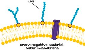 Lipopolysaccharides from Escherichia coli O127:B8 purified by ion-exchange chromatography, TLR ligand tested