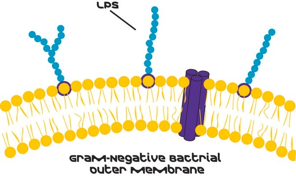 Lipopolysaccharides from Escherichia coli O26:B6 &#947;-irradiated, BioXtra, suitable for cell culture