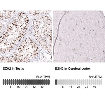 Monoclonal Anti-EZH2 antibody produced in mouse Prestige Antibodies® Powered by Atlas Antibodies, clone CL11960, purified immunoglobulin, buffered aqueous glycerol solution