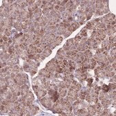 Anti-NDUFA9 antibody produced in rabbit Prestige Antibodies® Powered by Atlas Antibodies, affinity isolated antibody, buffered aqueous glycerol solution