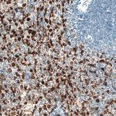 Monoclonal Anti-HMOX1 antibody produced in mouse Prestige Antibodies® Powered by Atlas Antibodies, clone CL11669, purified immunoglobulin, buffered aqueous glycerol solution