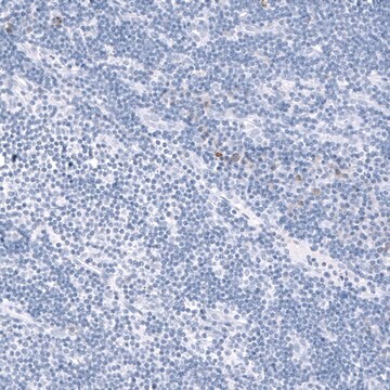 Monoclonal Anti-TCF7L2 antibody produced in mouse Prestige Antibodies® Powered by Atlas Antibodies, clone CL11547, purified antibody (Protein A)