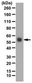 Anti-Osteoprotegerin/TNFRSF11B Antibody from rabbit, purified by affinity chromatography