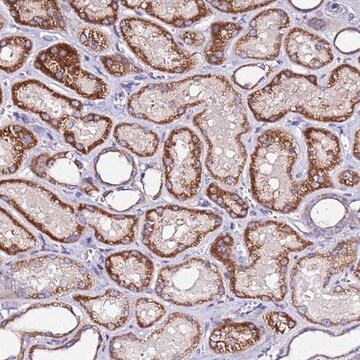Anti-COX14 antibody produced in rabbit Prestige Antibodies® Powered by Atlas Antibodies, affinity isolated antibody, buffered aqueous glycerol solution