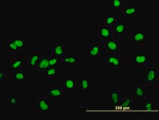 Monoclonal Anti-HMGB2 antibody produced in mouse clone 3E5, purified immunoglobulin, buffered aqueous solution