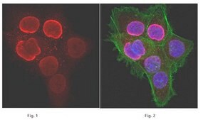 Anti-monomethyl-Histone H3 (Lys27) Antibody Upstate®, from rabbit