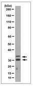 Anti-DARPP-32 Antibody, clone 9B6.1 clone 9B6.1, from mouse