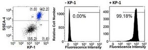 BioTracker 529 Green Pluripotent Stem Cell Dye Live cell imaging dye for pluripotent stem cells that selectively identifies undifferentiated human ES and iPS cells.