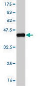 Monoclonal Anti-SMAD2 antibody produced in mouse clone 3G9, purified immunoglobulin, buffered aqueous solution