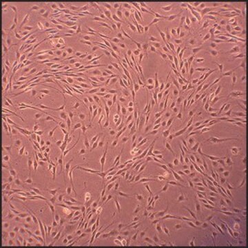 Canine Aortic Endothelial Cells: CnAOEC (Cryovial)