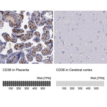 Anti-CD36 antibody produced in rabbit Prestige Antibodies&#174; Powered by Atlas Antibodies, affinity isolated antibody, buffered aqueous glycerol solution