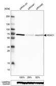 Monoclonal Anti-HDAC1 antibody produced in mouse Prestige Antibodies® Powered by Atlas Antibodies, clone CL0510, purified immunoglobulin, buffered aqueous glycerol solution