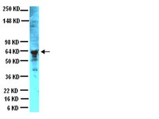 Anti-Peripherin Antibody serum, Chemicon®