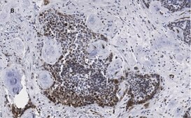 Anti-phospho-Stat3 (Tyr705) Antibody, clone 6C3, ZooMAb® Rabbit Monoclonal recombinant, expressed in HEK 293 cells