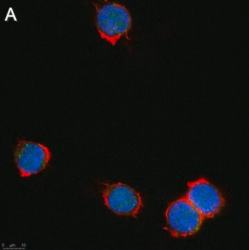 Anti-Zfp64 Antibody, clone 3B22 ZooMAb&#174; Rabbit Monoclonal recombinant, expressed in HEK 293 cells