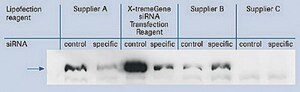 X-tremeGENE™ siRNA Transfection Reagent Polymer reagent for delivering siRNA to common cell lines