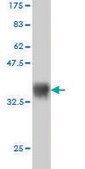 ANTI-ULK2 antibody produced in mouse clone 2A12, purified immunoglobulin, buffered aqueous solution