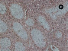 抗-c-Fos 兔抗 IgG fraction of antiserum, buffered aqueous solution