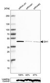 抗-IDH1 兔抗 Prestige Antibodies® Powered by Atlas Antibodies, affinity isolated antibody, buffered aqueous glycerol solution