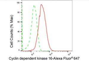 KD-Validated Anti Cyclin dependent kinase 16 Antibody, clone 23GB1495, Rabbit Monoclonal clone 23GB1495, recombinant rabbit monoclonal, expressed in HEK293 cells