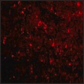 Anti-NOGOA (ab1) antibody produced in rabbit affinity isolated antibody, buffered aqueous solution