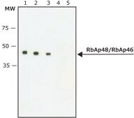 Anti-RbAp48/RbAp46 antibody produced in rabbit IgG fraction of antiserum, buffered aqueous solution