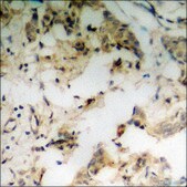 Anti-phospho-NFAT3 (pSer676) antibody produced in rabbit affinity isolated antibody